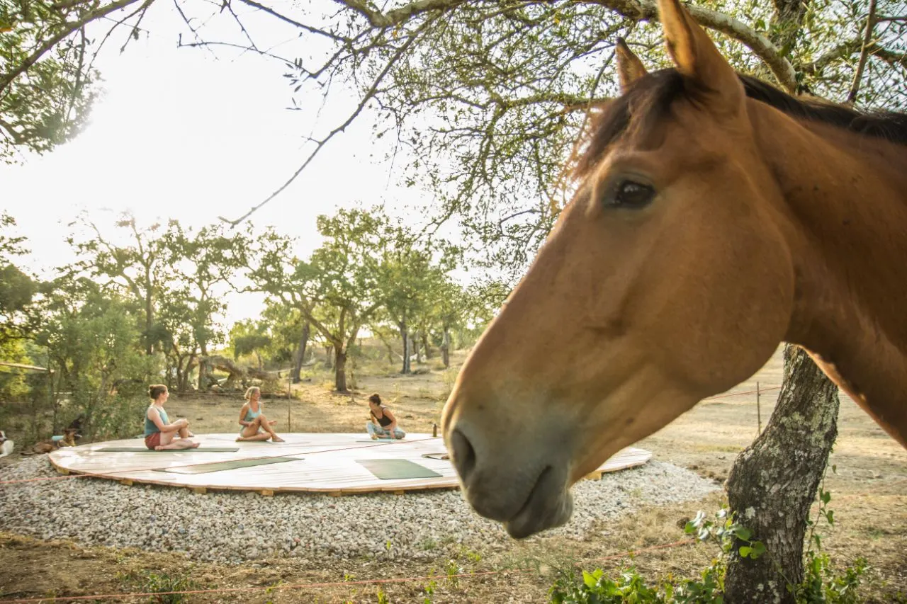 A horse in the foreground, with three women practising yoga on the round wooden deck behind