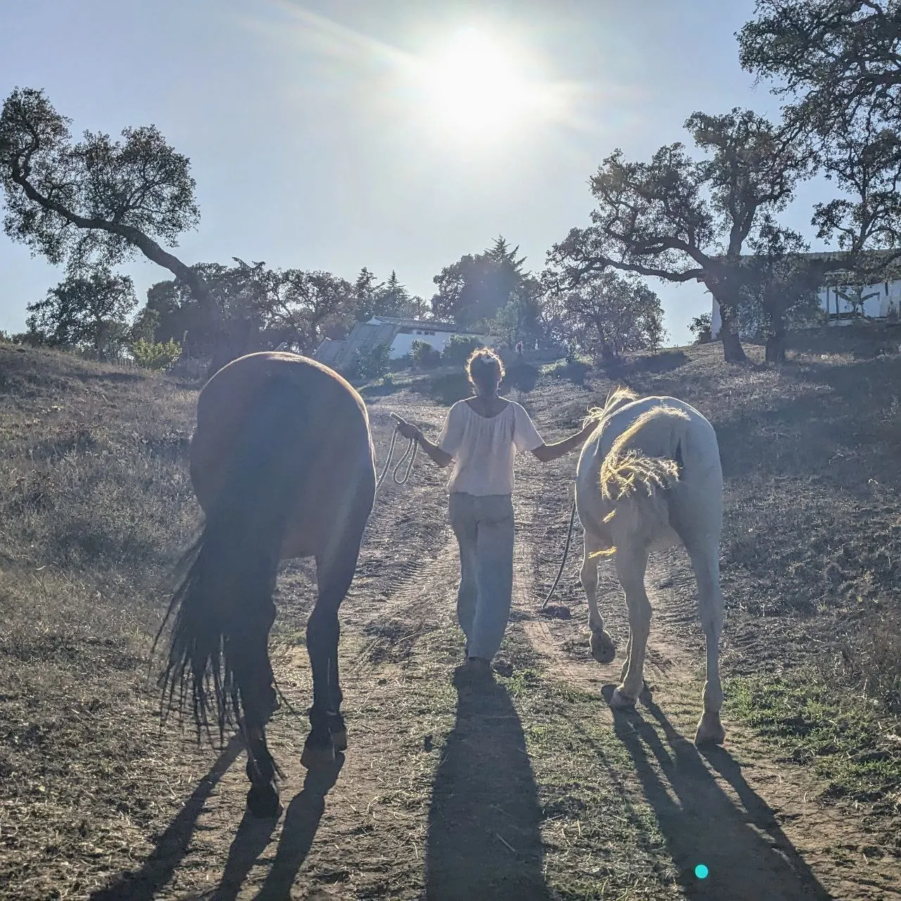 Walking two horses along a sunlit path at Malama