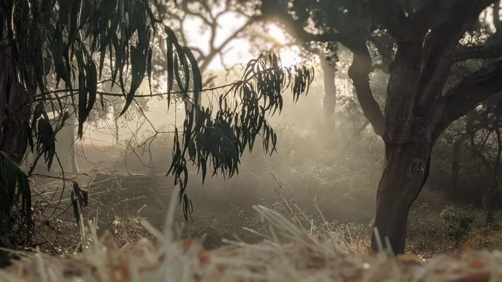 Eucalyptus branches in soft morning mist and light