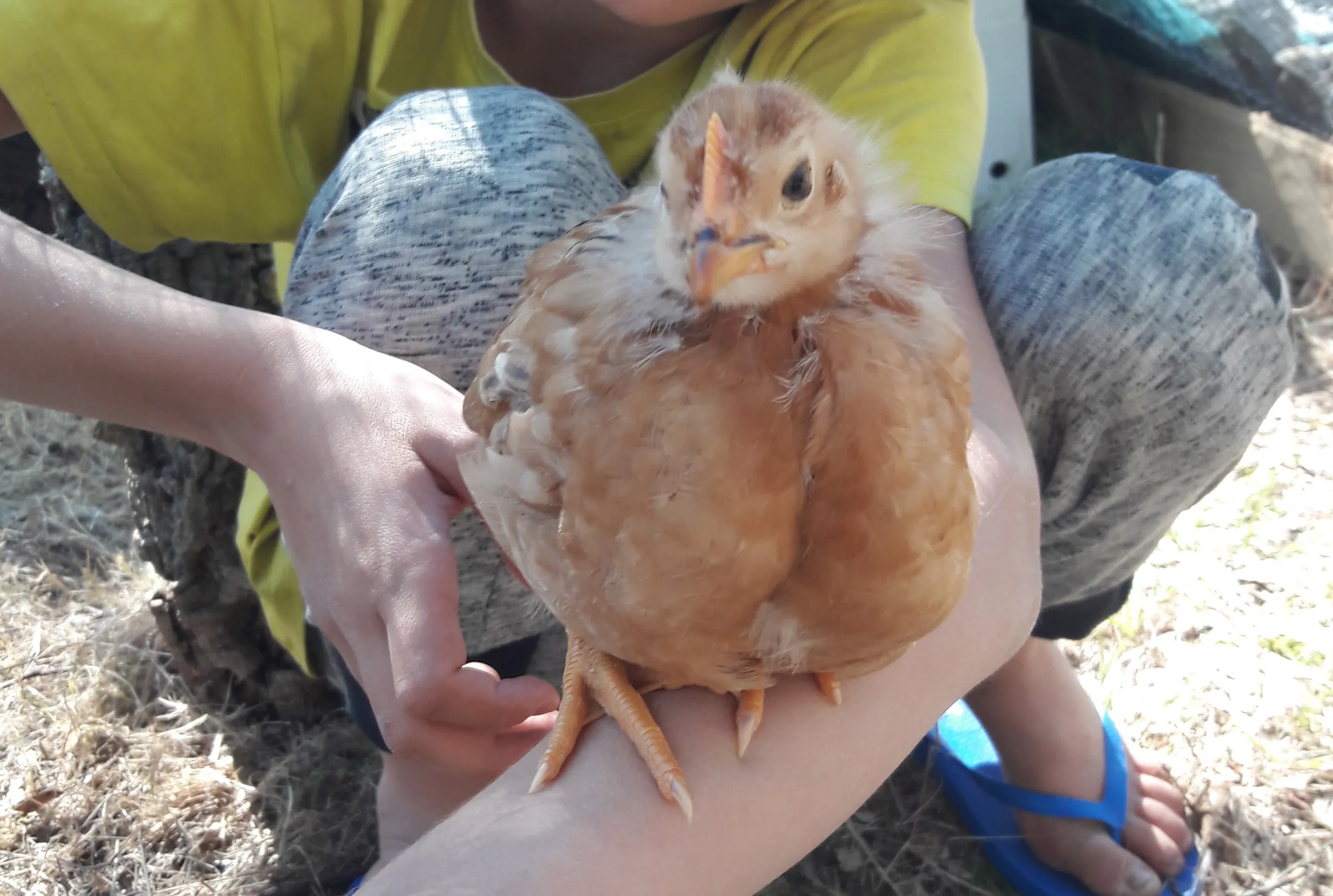A child holding a young chicken