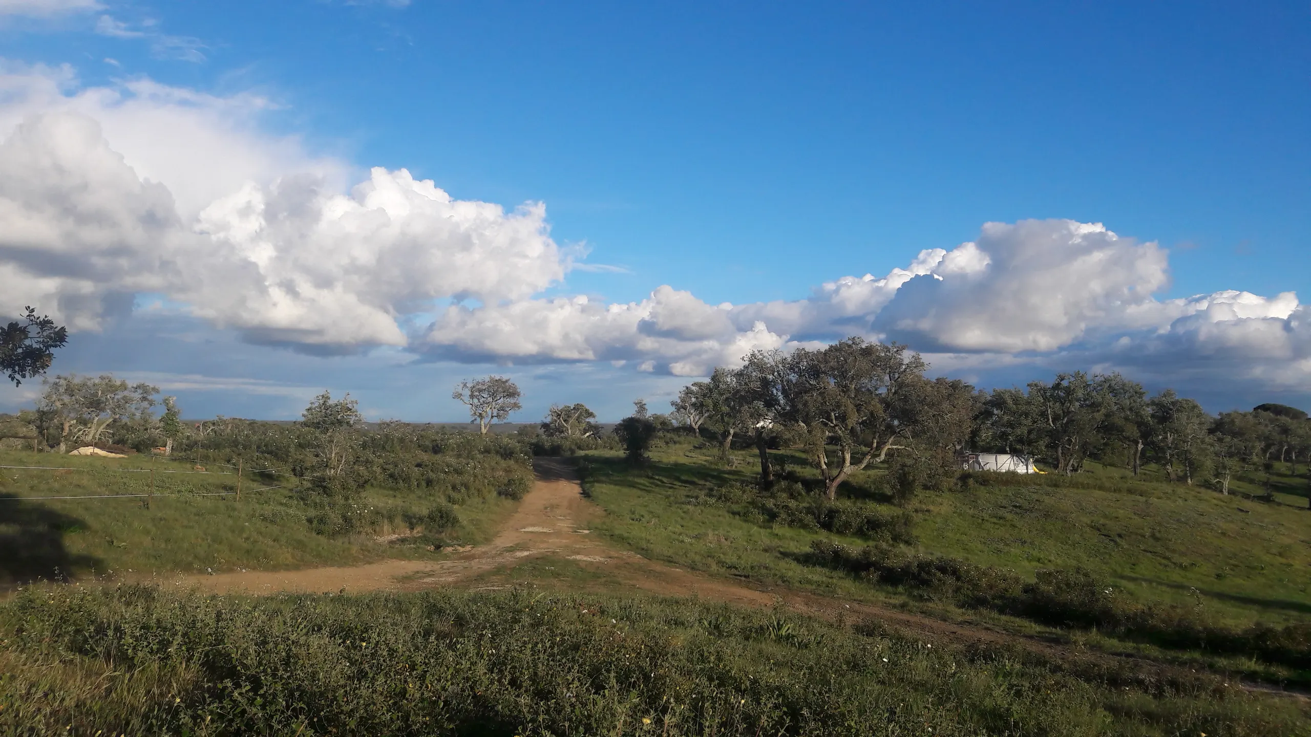 Green Alentejo fields and cork oaks beneath a cloudy blue sky