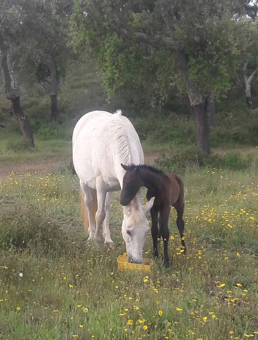 A mare and foal grazing together in a meadow