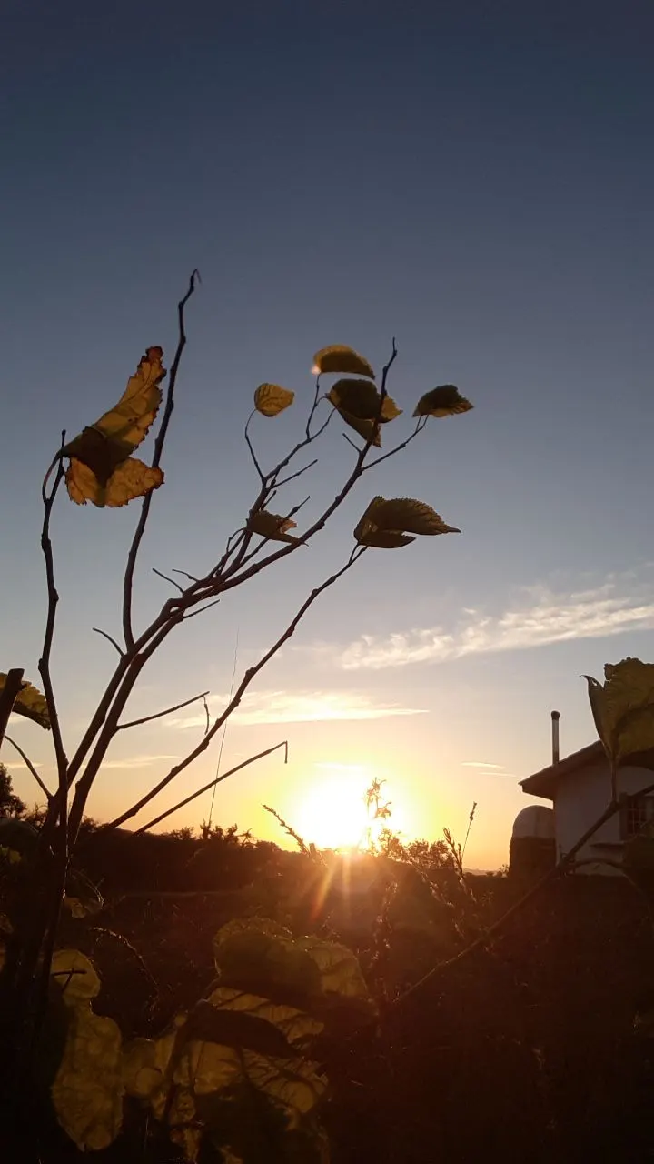 Leaves silhouetted against the setting sun at Malama