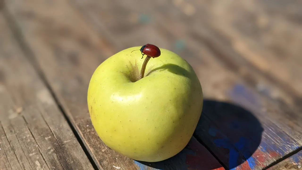 A ladybird resting on a green apple