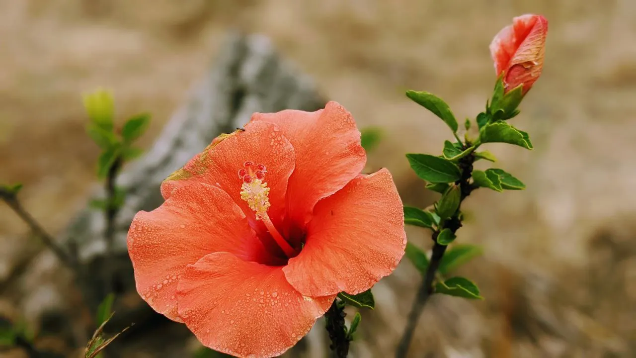 An orange hibiscus flower in bloom