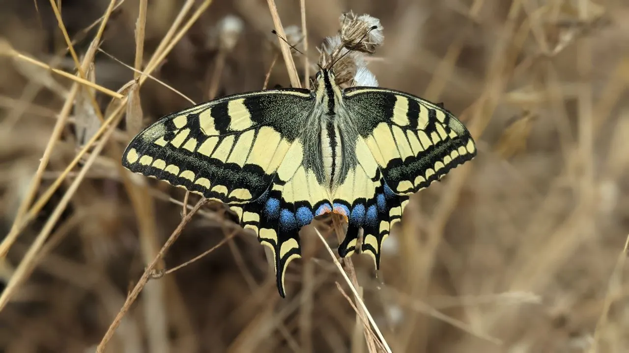 A yellow and black butterfly resting on a dried stem
