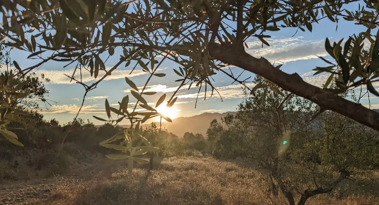 Sunset over the Malama landscape beneath olive branches