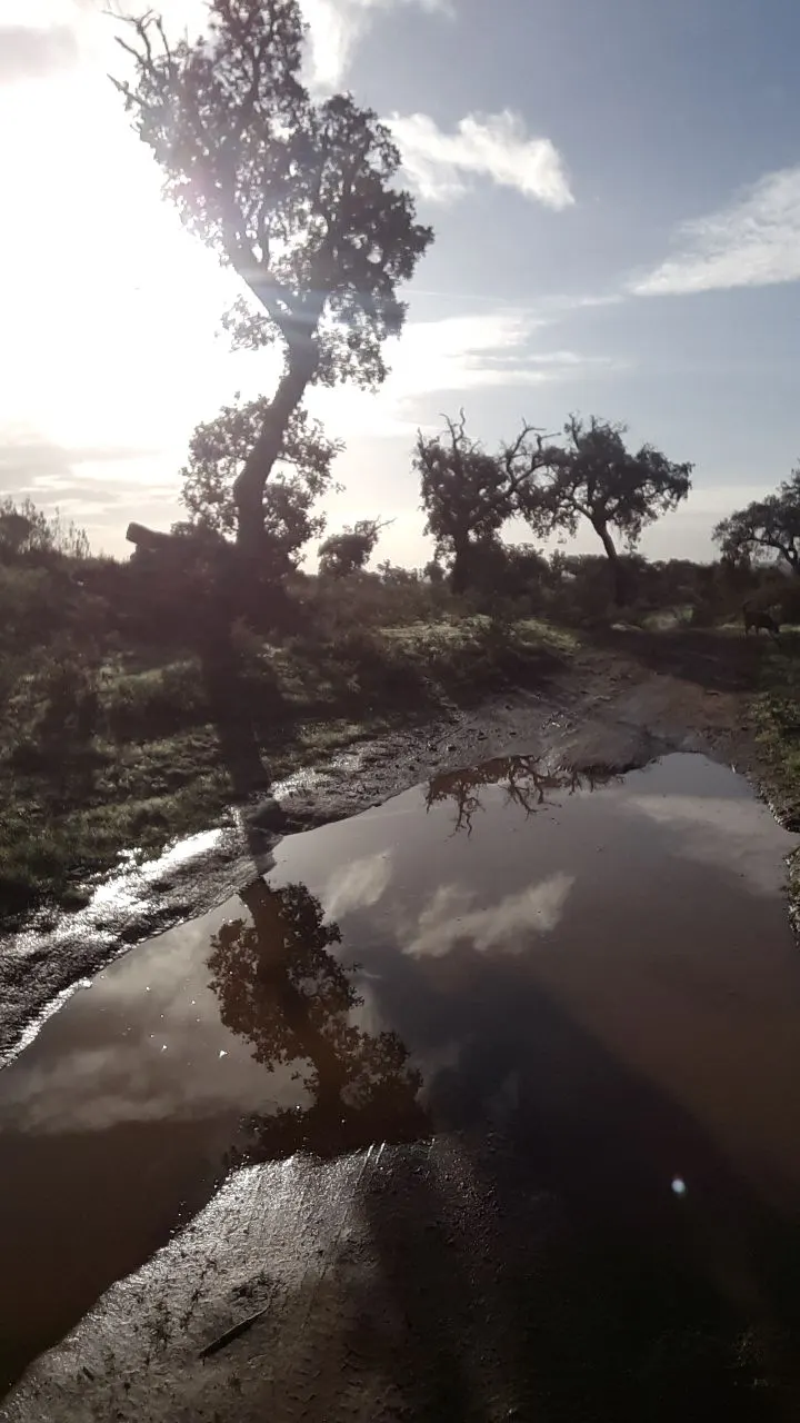 Sunlight reflected in water along a woodland path
