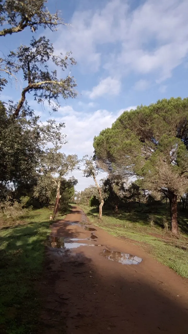 A puddled path winding between cork oaks