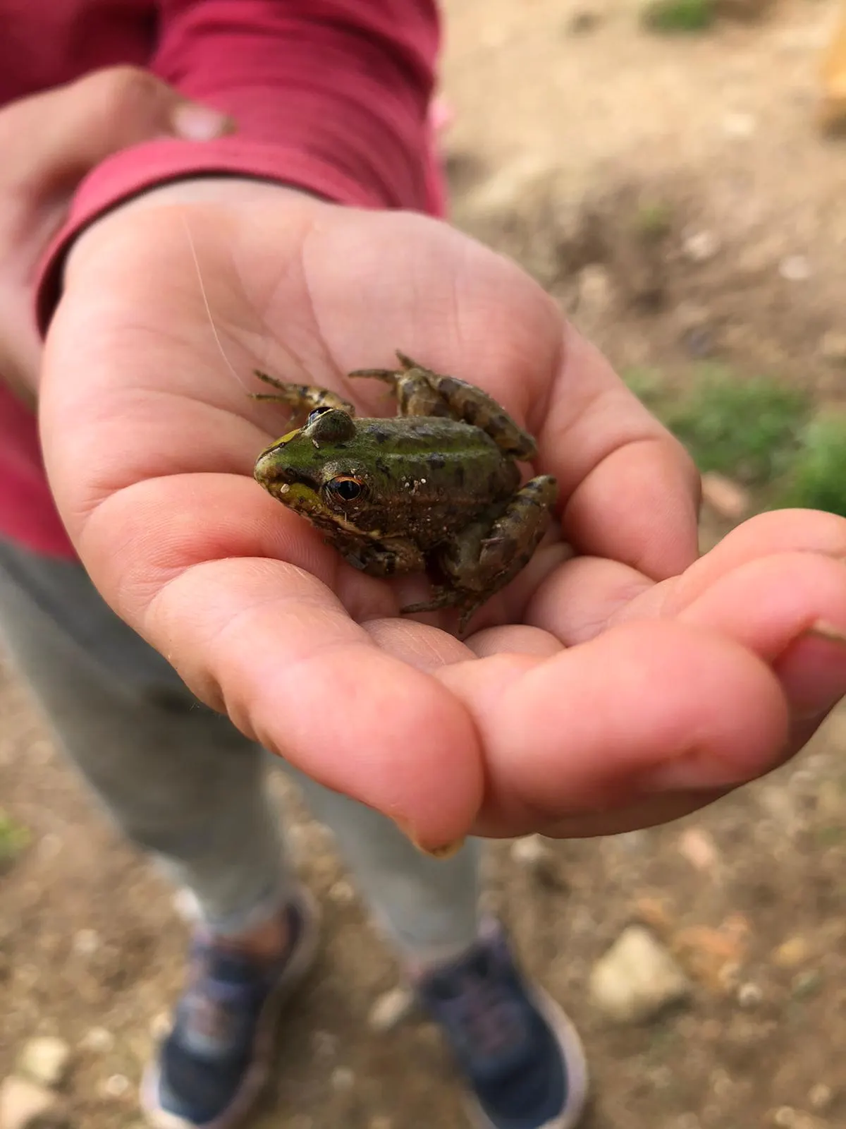 A small frog held carefully in a child’s hands