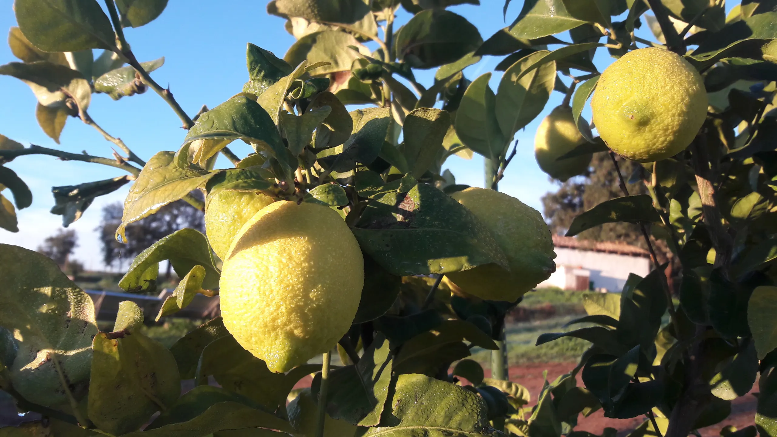 Lemons ripening on a tree in the Malama garden