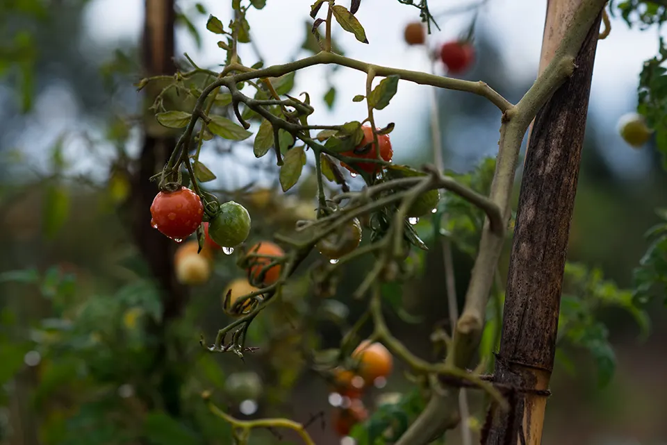 Ripening tomatoes on the vine in the Malama garden