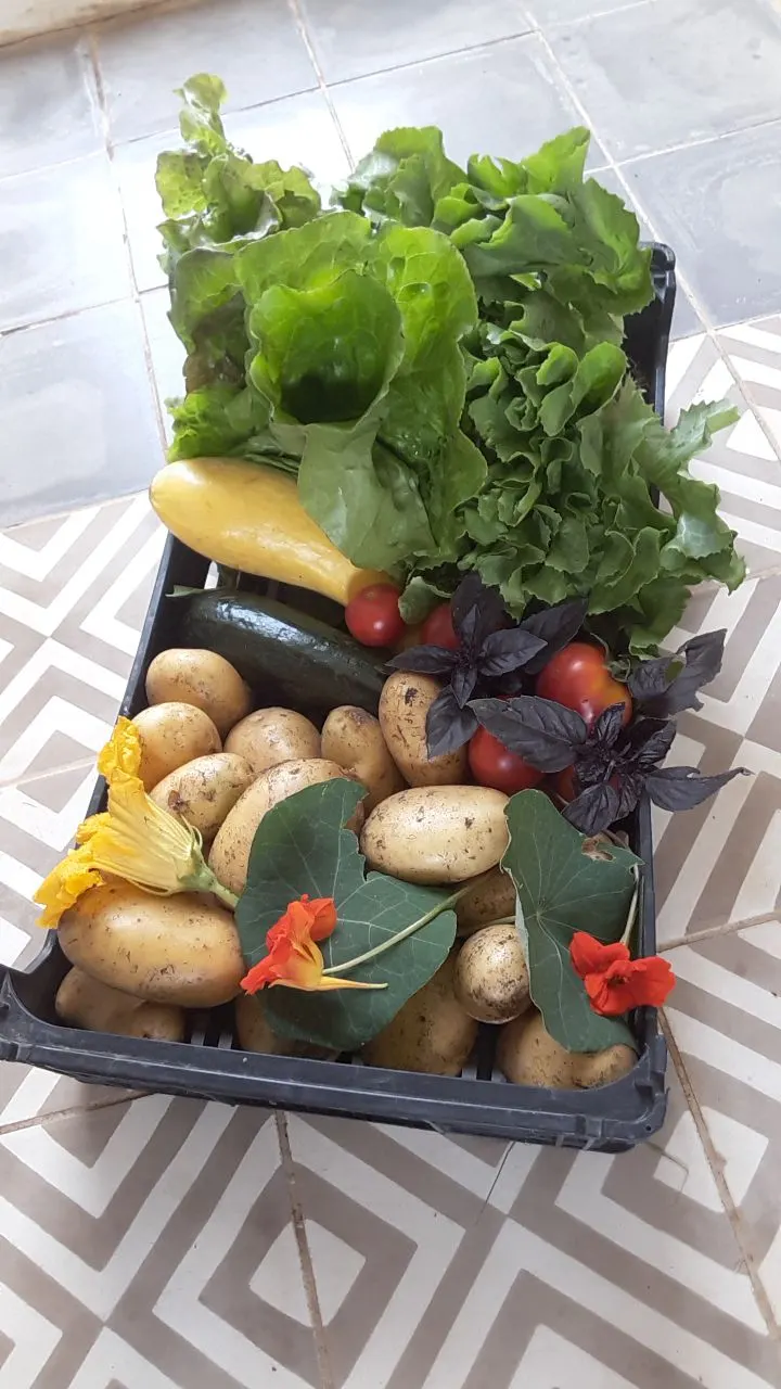 A box of freshly harvested Malama vegetables
