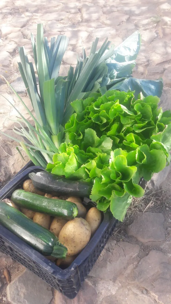 Fresh lettuces and vegetables harvested at Malama