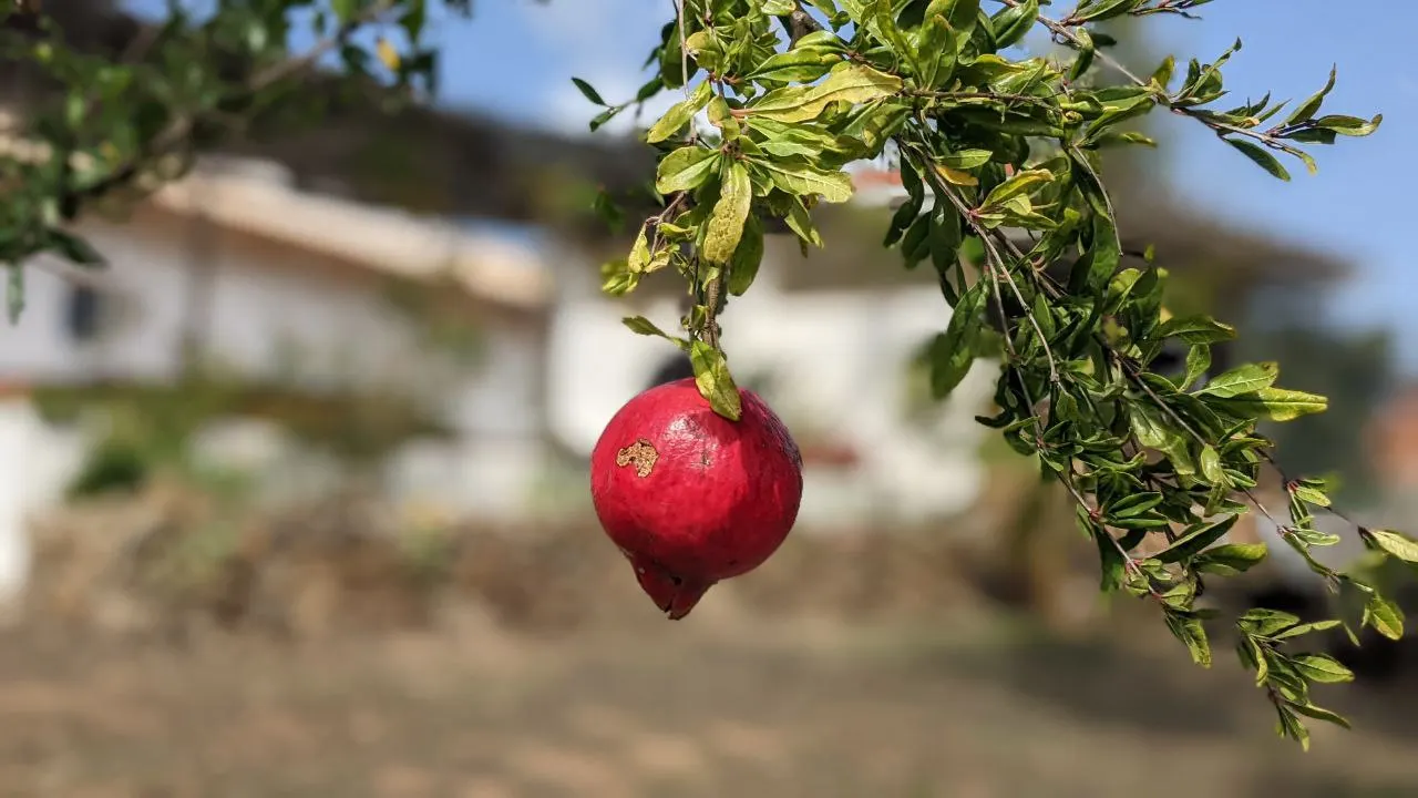 A ripe pomegranate growing in the Malama garden