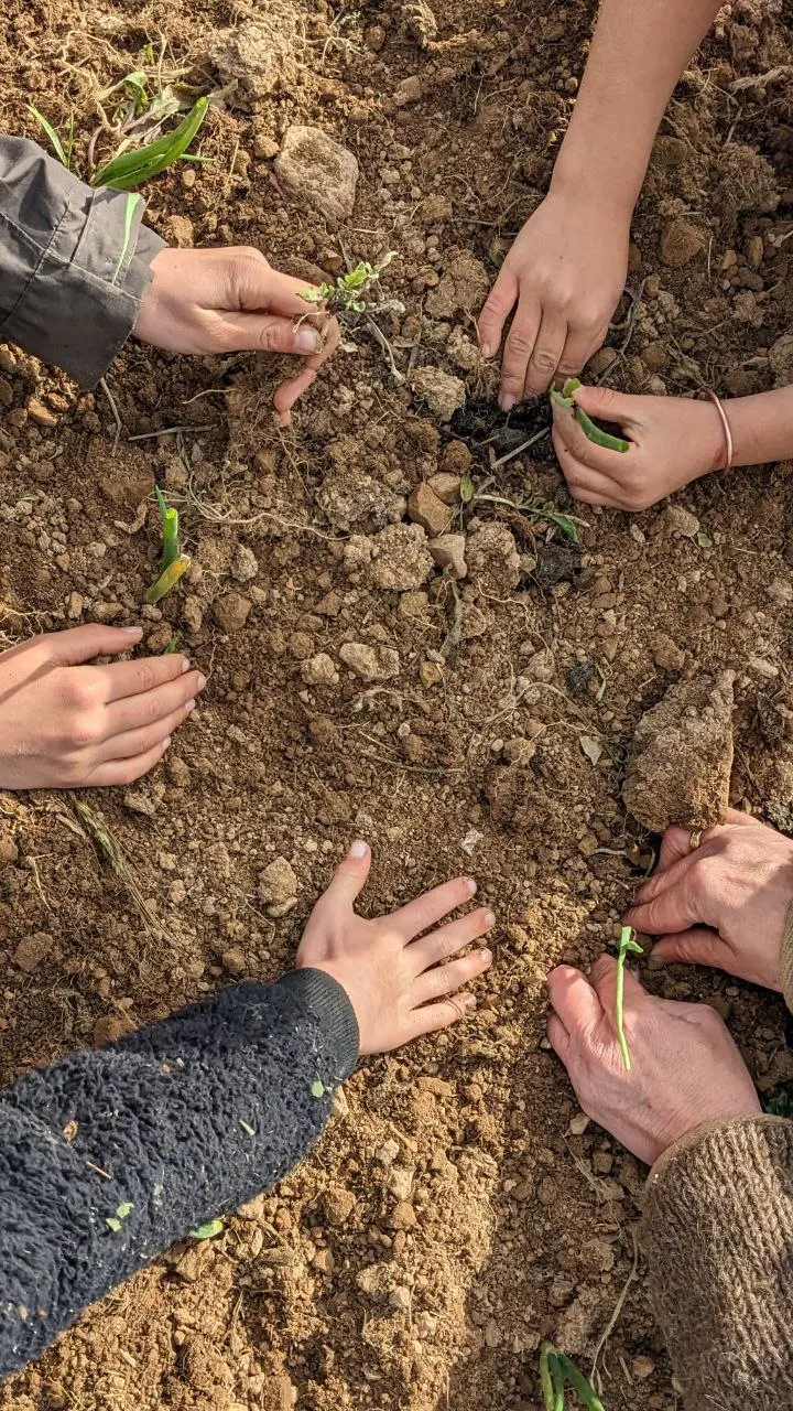 Hands working together to plant a garden bed