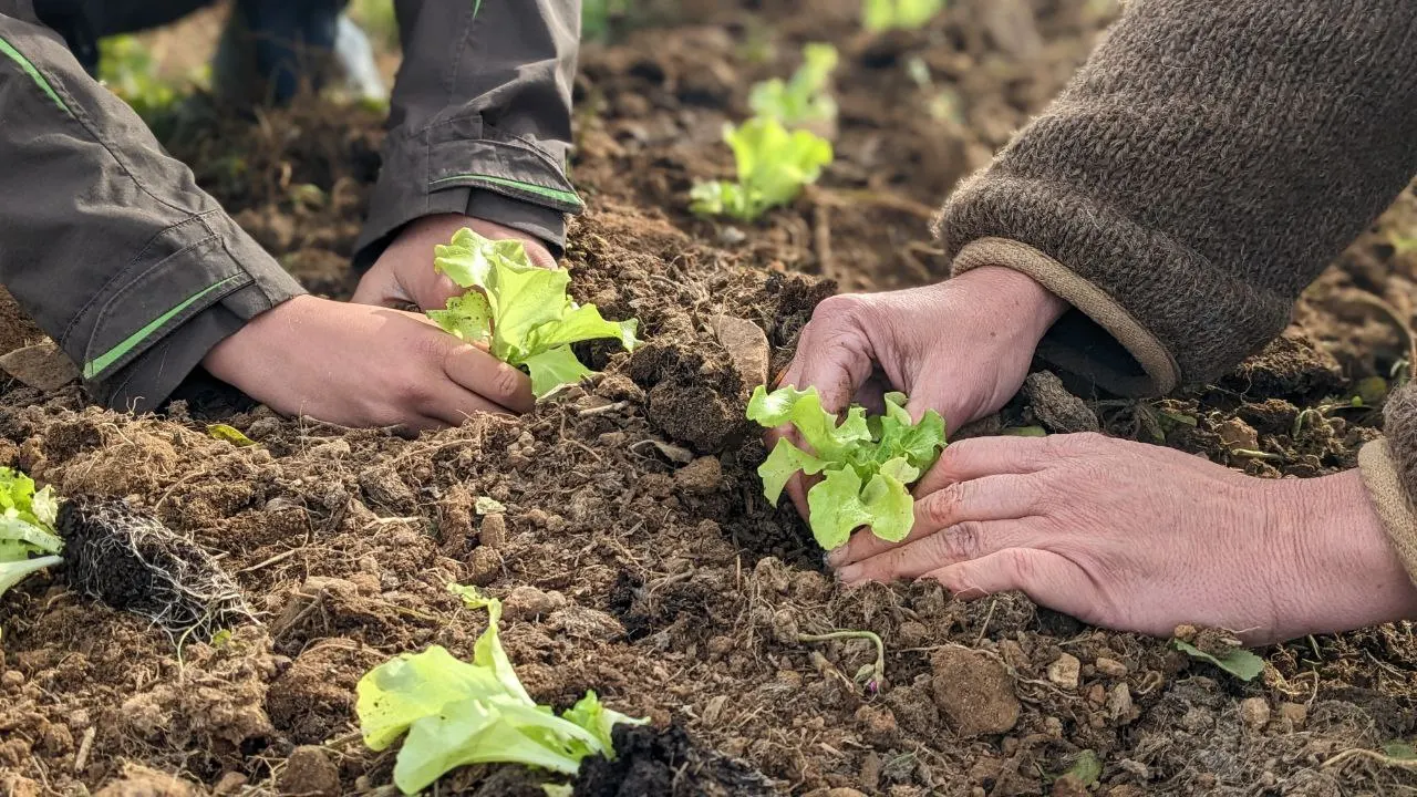 Hands planting young lettuces in the soil
