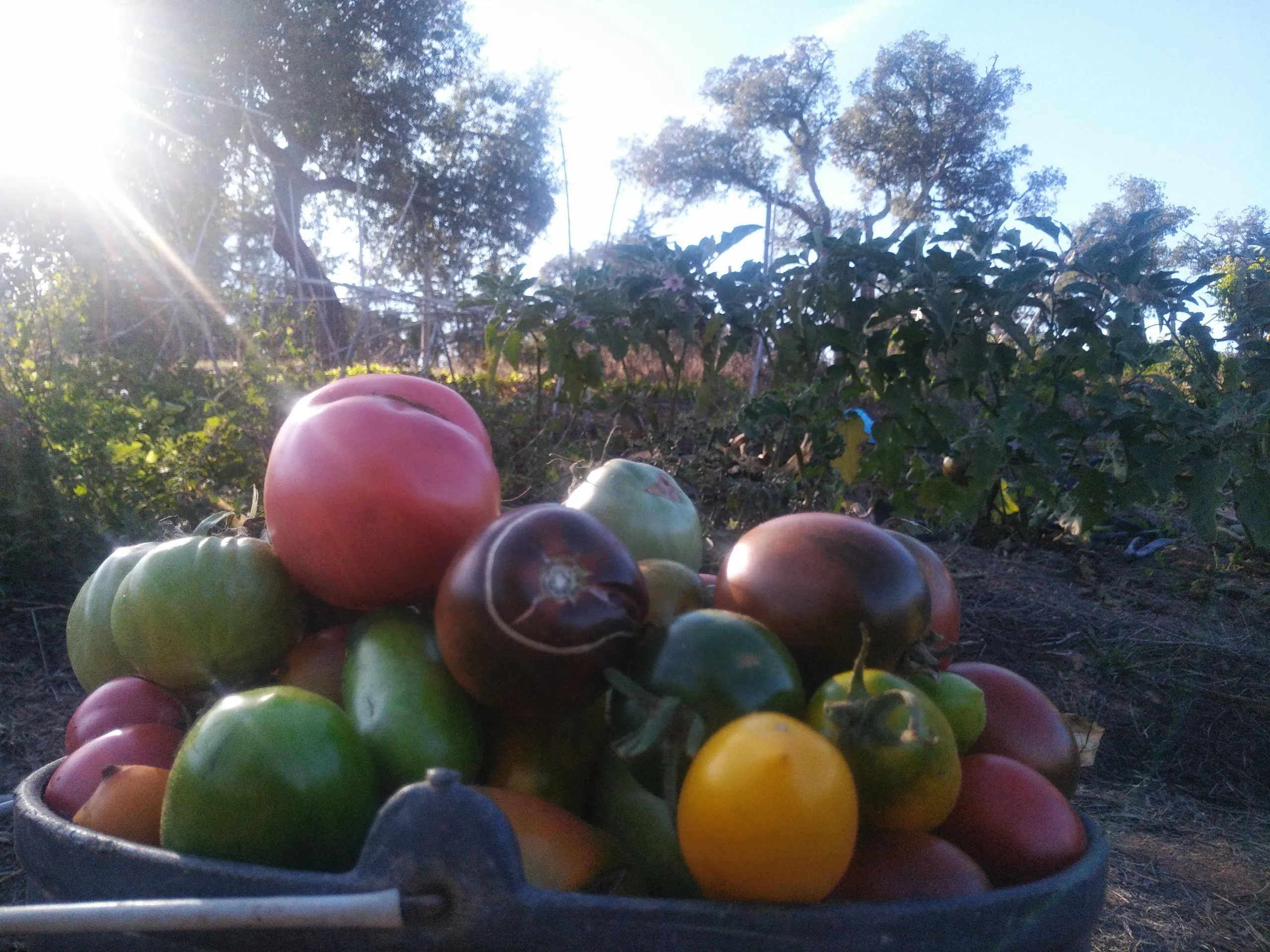 A bowl of colourful tomatoes in the sunlight