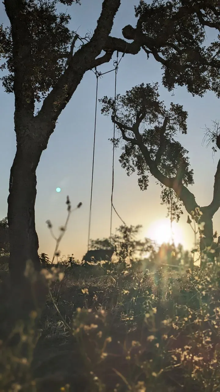 A rope swing hanging from a cork oak, silhouetted against the setting sun