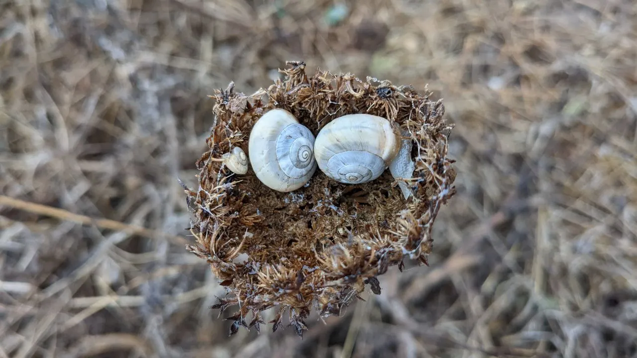 Two white snail shells resting together in a small nest of dry grass