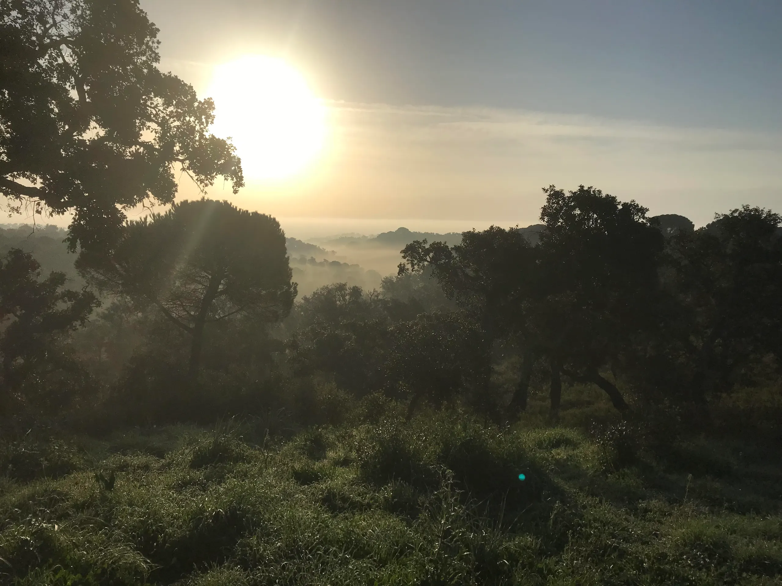 Sunrise over misty hills and cork oaks, seen from a dewy meadow