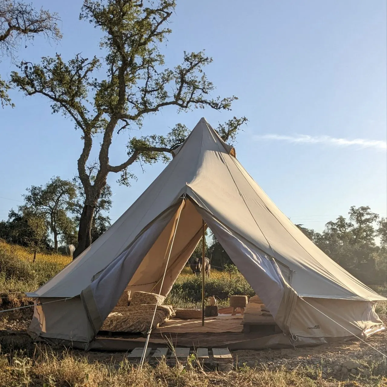 The Liberdade belltent under a cork oak on a clear day