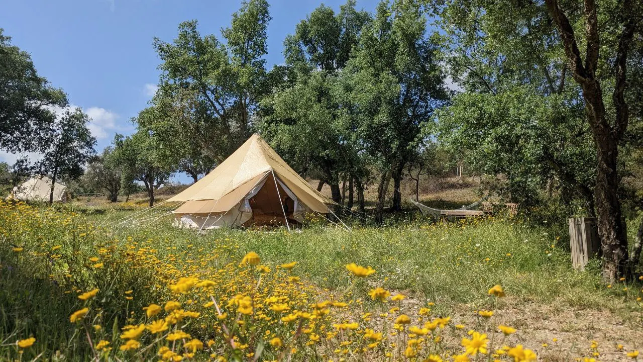 Mae Terra seen across a meadow of yellow wildflowers